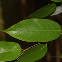 Doona cordifolia Thwaites